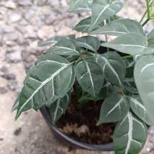 Image result for Leea