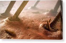 Image result for Demodex folliculorum