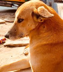 street dog dogs animals