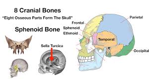 The greater portion of the anterior floor is convex and grooved by the frontal lobe gyri. Skull Anatomy Cranial Bone And Suture Labeled Diagram Names Mnemonic Ezmed