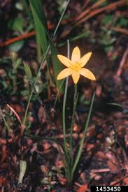 Image result for Hypoxidaceae