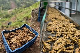 European requirements for organic ginger have opposite effect
