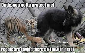 Animals with guns funny animal pictures with captions quotes. Pin On Cute Animals