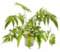 Image result for Pteris friesii