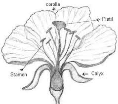 How to draw different types of flowers | how to draw & coloring flowers for kids learn flower namesyou can whatsapp for admission our online painting classe. Flower Drawings