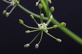 Image result for Apium leptophyllum