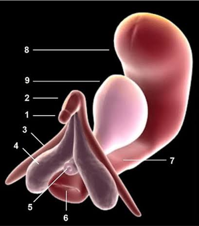 10 Female-Specific Body Parts Named After Men (plus a bonus 5 more!) –  Kristine Shields, Author
