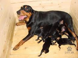 Image result for slovenský kopov