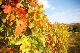 We are to give thanks before we eat, for having food. Sukkot The Harvest Holiday And Thanksgiving