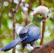 Pin By Hicran Kimiloglu On Nature Birds Bird Species Animals Beautiful