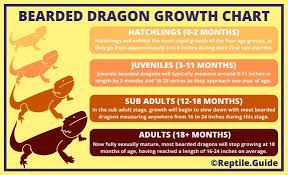Feeding vegetables to your bearded dragon fruits, plants, and vegetables are an essential part of all bearded dragons' diet. How Big Do Bearded Dragons Get Size Growth Charts Included
