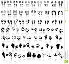 animal paw print chart bedowntowndaytona com