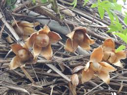 Image result for Merremia tuberosa