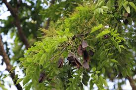 Image result for Erythrophleum