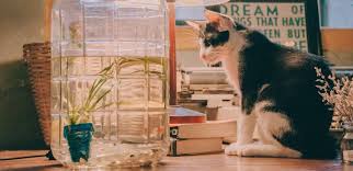 I have over 20 years experience with dogs, puppies and cats and can provide references. 5 Best Ways To Give Your Cat Medicine Paws At Home