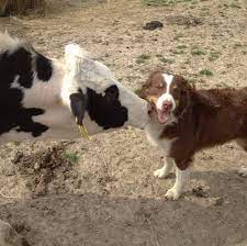 Solid patellas, and fully clear on dna panel. Ohio Australian Shepherd Puppies Facebook