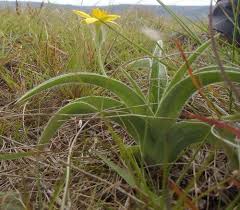 Image result for Hypoxis kilimanjarica