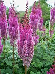 Astilbe Colors The Stars Of A Shade Garden Flowers Perennials Shade Plants Perennials