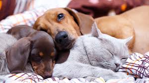 Cats & dogs est à la recherche de nouveautés audacieuses et d'exclusivités afin d'offrir le meilleur chez cats & dogs, nous proposons une large gamme de produits parmi laquelle vous trouverez des. Dog And Cat Relationships Pet Health Insurance Tips