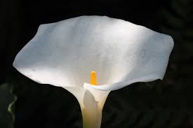 Image result for Zantedeschia