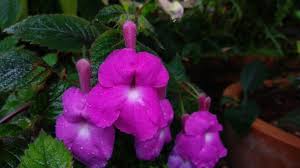 Image result for Impatiens stuhlmannii