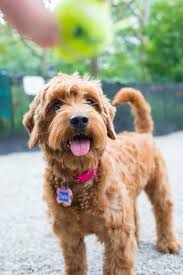 If you are unable to find your goldendoodle puppy in our puppy for sale or dog for sale sections, please consider looking thru thousands of goldendoodle dogs for adoption. How Much Does A Goldendoodle Puppy Cost A Price Breakdown
