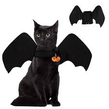 Bats are interesting animals and sometimes keeping some types of bats is illegal in the u.s. Hot Sale Dogs Cloth Pet Halloween Clothes Bat Wings Cats And Dogs Clothes Halloween Foldable Buy Pet Clothes Halloween Dogs Cloth Pet Clothes Pet Halloween Clothes Product On Alibaba Com