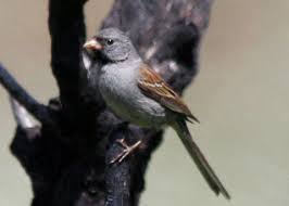 Image result for Spragueanella