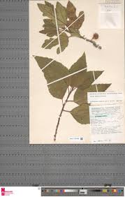 Image result for Monothecium glandulosum