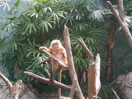 File Funny Monkey Jpg Wikimedia Commons 296 free images of funny monkey.
