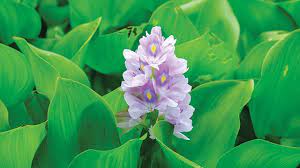 Check spelling or type a new query. Eceng Gondok Serba Serbi Gulma Yang Kaya Guna