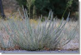 Check spelling or type a new query. Vinegar Weed Trichostema Lanceolatum Plant