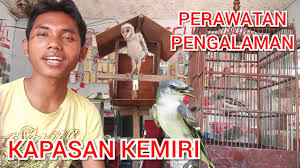 Selain itu juga tersebar di pulau sumatera, kepulauan bangka belitung, kalimantan, wilayah barat serta tersebar di wilayah tengah jawa. Makanan Burung Kapasan Kemiri Yang Saya Rawat Youtube