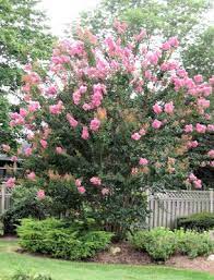 Sun loving flowers that resist deer. 30 Deer Resistant Landscape Plants Ideas Deer Resistant Plants Plants Landscaping Plants