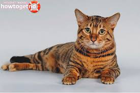 Nov 19, 2013 · ทอยเกอร์ (toyger) เกิดจากการผสมกันระหว่างพันธุ์ domestic shorthair กับพันธุ์ bengal เป็นแมวขนาดกลาง ลายบนตัวมันเป็นแนวตั้งล้อมรอบตัวเป็นลาย. Toyger à¸„à¸³à¸­à¸˜ à¸šà¸²à¸¢à¸ªà¸²à¸¢à¸ž à¸™à¸˜ à¹à¸¥à¸°à¸• à¸§à¸¥à¸°à¸„à¸£à¹à¸¡à¸§