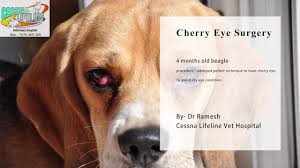 Whether you believe that a cherry eye is a cosmetic problem or a serious medical condition, you probably have to agree i'ts not a pretty sight. Cherry Eye Surgery In Dogs Cessna Lifeline Surgery Dr Ramesh Youtube
