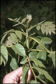 Image result for Brucea antidysenterica