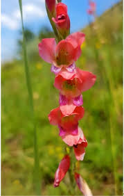 Image result for Gladiolus crassifolius