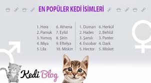 kedi isimleri en populer 200 kedi ismi kedi blog