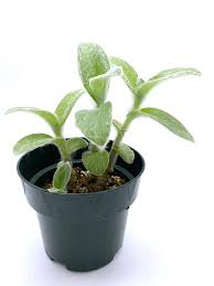 Image result for Tradescantia sillamontana