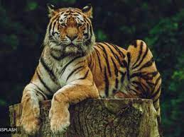 Do you know the secrets of sewing? International Tiger Day 2020 Quiz Find Out Amazing Facts About This Majestic Jungle Cat