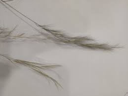 Image result for Aristida vestita