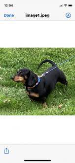 Can dachshunds be service dogs? Pets For Adoption At Dachshund Rescue Of Ohio In Lebanon Oh Petfinder