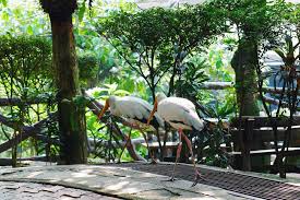 Kl bird park map (source: Kuala Lumpur Bird Park Photos We Are From Latvia
