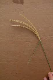 Image result for Ischaemum afrum