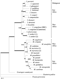 Image result for Monodora grandidieri