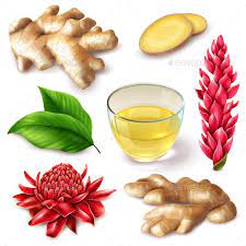 Realistic Ginger Root Spicy Set Ginger Nutrition Ginger Root Ginger