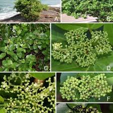 Image result for Premna velutina