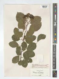 Image result for Turraea nilotica