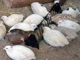 Wenn man sich wachteln anschaffen möchte, bedrücken einen viele fragen: 240 Gerettete Wachteln Suchen Dringend Liebevolle Zuhause Auf Lebenszeit Hamburger Tierschutzverein Von 1841 E V